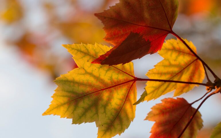 Hojas vivas, hojas muertas